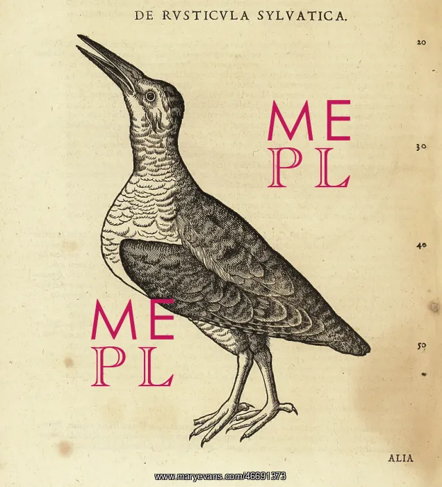 : Unknown species of waterbird, sandpiper or knot : Unknown species of waterbird, sandpiper or knot