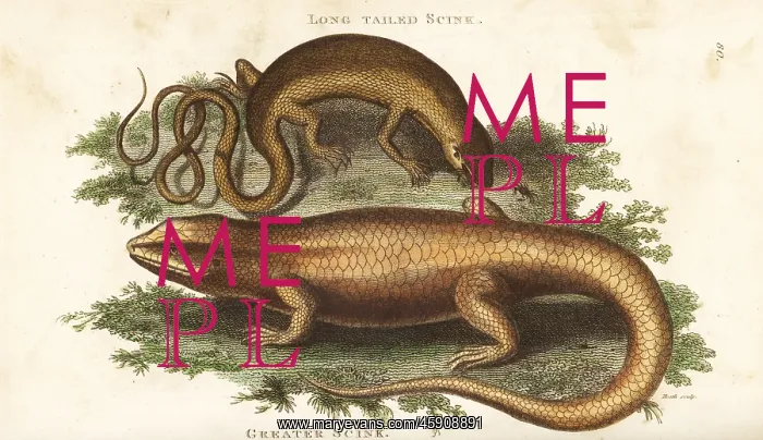 : Unkown lizard and bar-lipped sheen-skink : Unkown lizard and bar-lipped sheen-skink