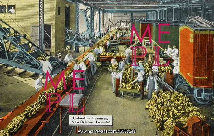 : Unloading Bananas, New Orleans : Unloading Bananas, New Orleans