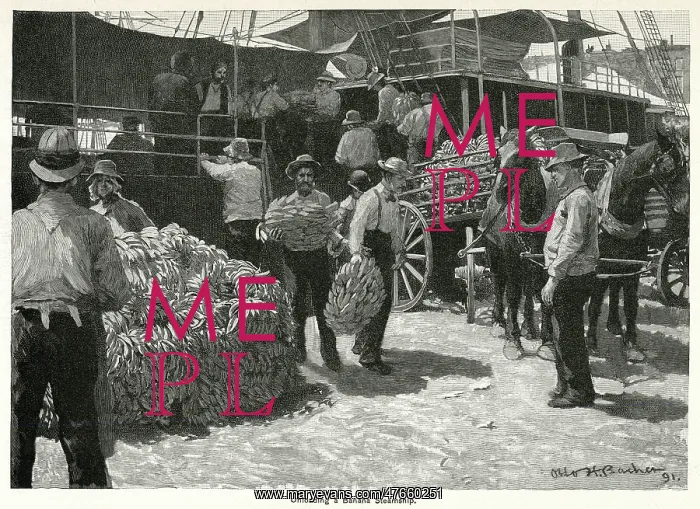 : Unloading bananas from steamship 1891 : Unloading bananas from steamship 1891