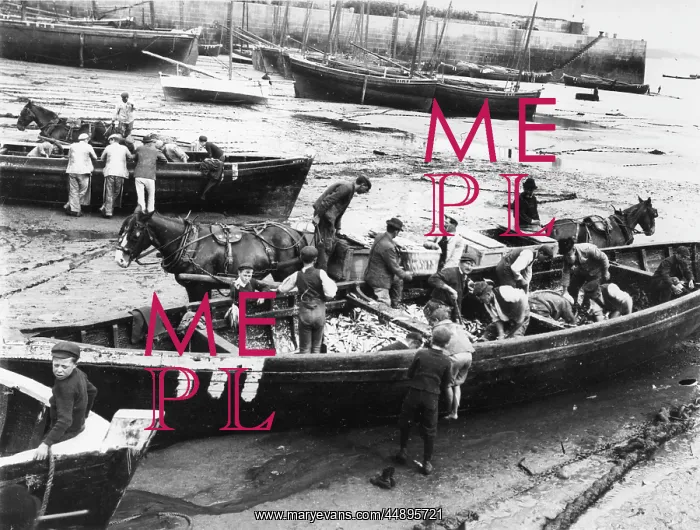 : Unloading the pilchard catch at St Ives, Cornwall : Unloading the pilchard catch at St Ives, Cornwall
