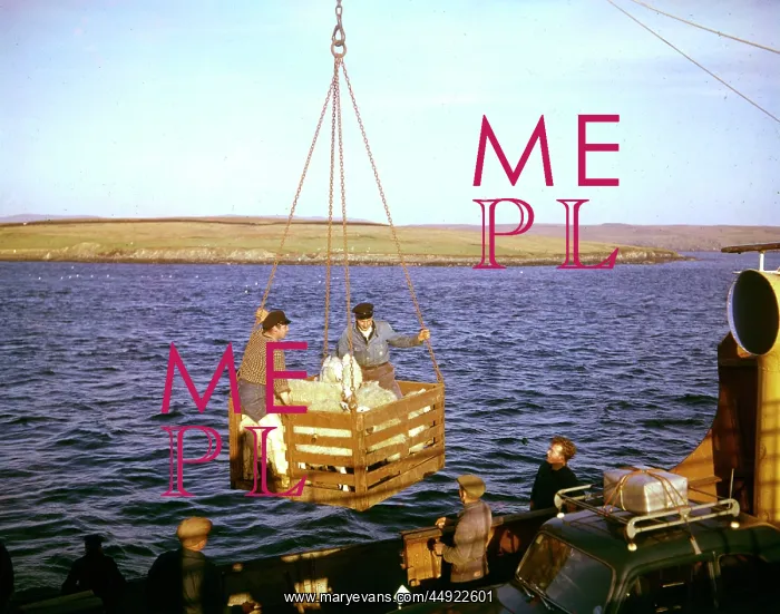 : Unloading sheep in harbour, Shetland, Scotland : Unloading sheep in harbour, Shetland, Scotland