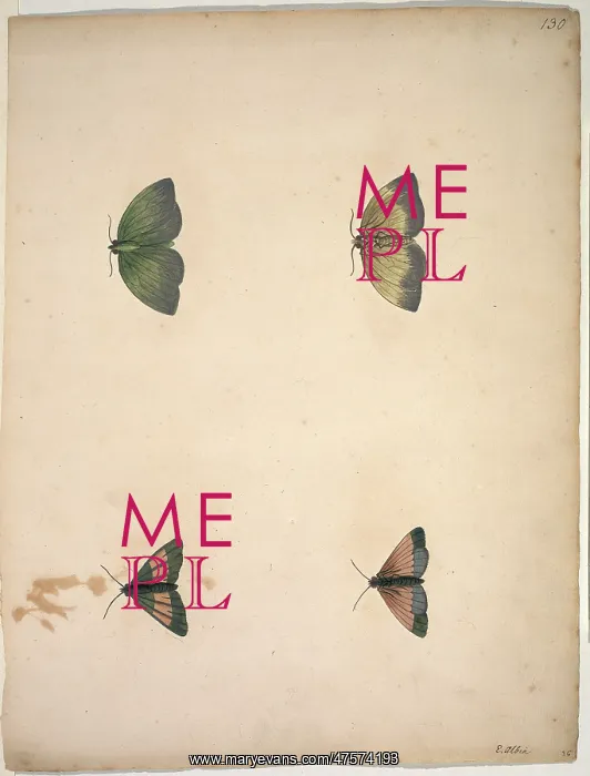: Unpublished lepidoptera watercolour by Eleazar Albin : Unpublished lepidoptera watercolour by Eleazar Albin