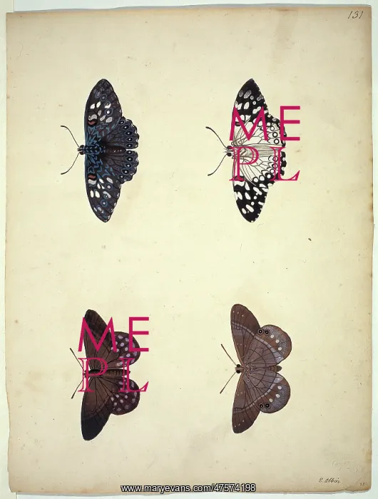 : Unpublished lepidoptera watercolour by Eleazar Albin : Unpublished lepidoptera watercolour by Eleazar Albin