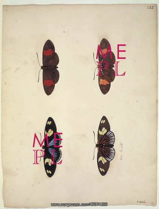 : Unpublished lepidoptera watercolour by Eleazar Albin : Unpublished lepidoptera watercolour by Eleazar Albin