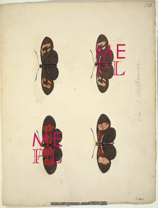 : Unpublished lepidoptera watercolour by Eleazar Albin : Unpublished lepidoptera watercolour by Eleazar Albin