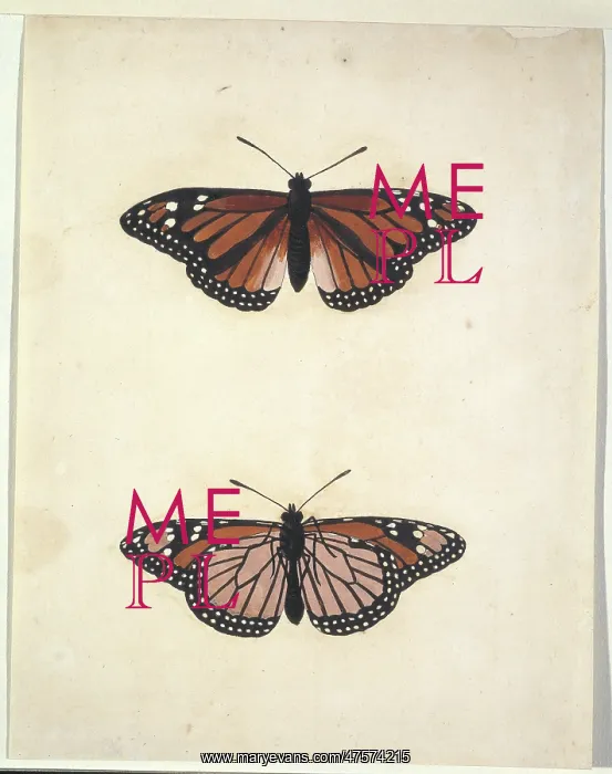 : Unpublished lepidoptera watercolour by Eleazar Albin : Unpublished lepidoptera watercolour by Eleazar Albin