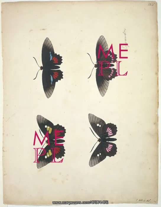 : Unpublished lepidoptera watercolour by Eleazar Albin : Unpublished lepidoptera watercolour by Eleazar Albin