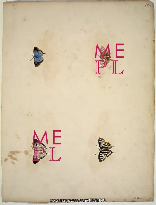 : Unpublished lepidoptera watercolour by Eleazar Albin : Unpublished lepidoptera watercolour by Eleazar Albin