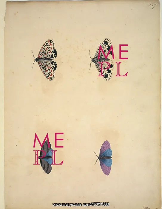 : Unpublished lepidoptera watercolour by Eleazar Albin : Unpublished lepidoptera watercolour by Eleazar Albin