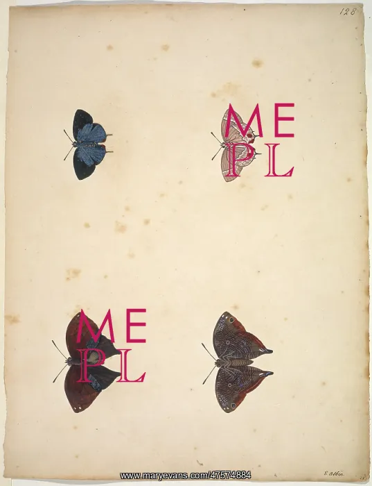 : Unpublished lepidoptera watercolour by Eleazar Albin : Unpublished lepidoptera watercolour by Eleazar Albin