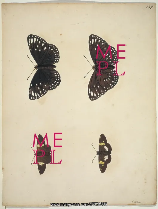 : Unpublished lepidoptera watercolour by Eleazar Albin : Unpublished lepidoptera watercolour by Eleazar Albin