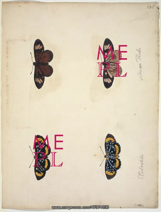 : Unpublished lepidoptera watercolour by Eleazar Albin : Unpublished lepidoptera watercolour by Eleazar Albin