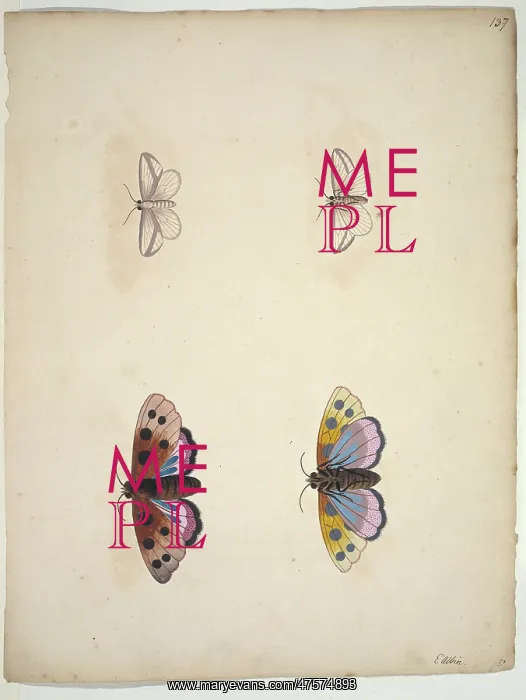 : Unpublished lepidoptera watercolour by Eleazar Albin : Unpublished lepidoptera watercolour by Eleazar Albin
