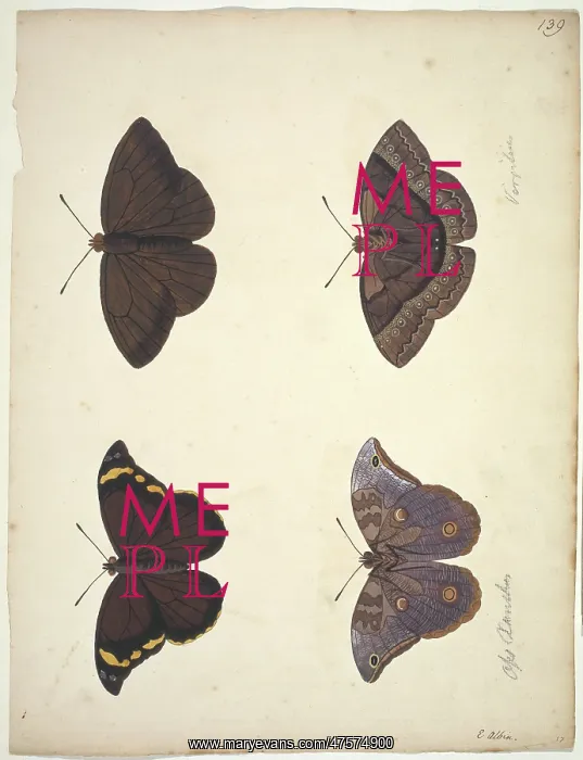 : Unpublished lepidoptera watercolour by Eleazar Albin : Unpublished lepidoptera watercolour by Eleazar Albin