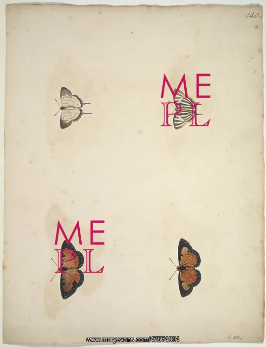 : Unpublished lepidoptera watercolour by Eleazar Albin : Unpublished lepidoptera watercolour by Eleazar Albin