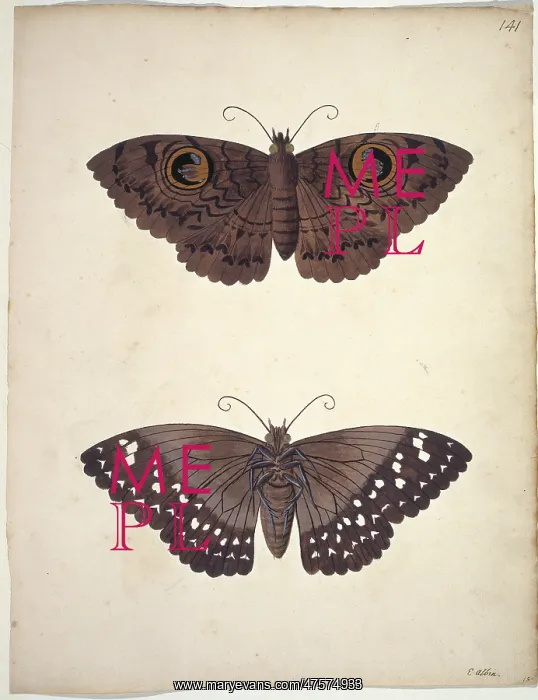 : Unpublished lepidoptera watercolour by Eleazar Albin : Unpublished lepidoptera watercolour by Eleazar Albin