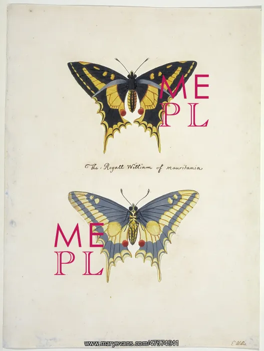 : Unpublished lepidoptera watercolour by Eleazar Albin : Unpublished lepidoptera watercolour by Eleazar Albin