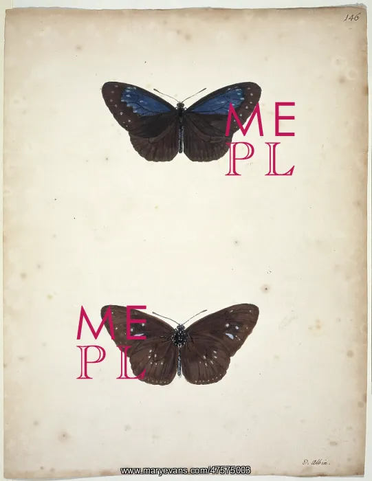: Unpublished lepidoptera watercolour by Eleazar Albin : Unpublished lepidoptera watercolour by Eleazar Albin
