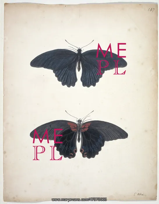 : Unpublished lepidoptera watercolour by Eleazar Albin : Unpublished lepidoptera watercolour by Eleazar Albin