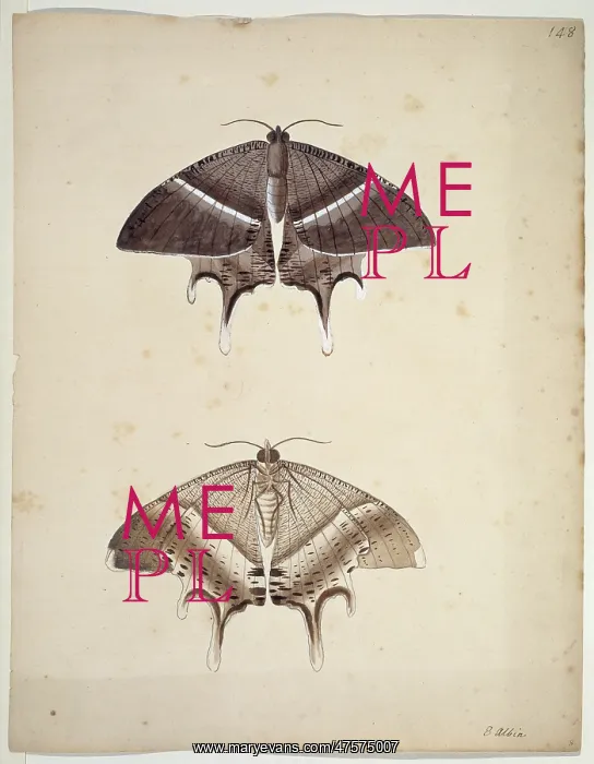 : Unpublished lepidoptera watercolour by Eleazar Albin : Unpublished lepidoptera watercolour by Eleazar Albin