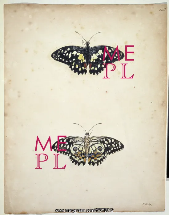 : Unpublished lepidoptera watercolour by Eleazar Albin : Unpublished lepidoptera watercolour by Eleazar Albin
