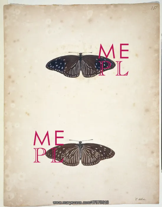 : Unpublished lepidoptera watercolour by Eleazar Albin : Unpublished lepidoptera watercolour by Eleazar Albin