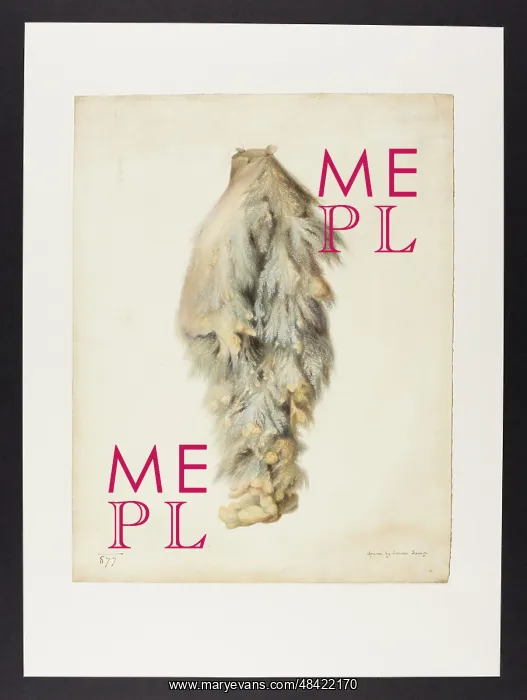 : Untitled, drawn by Johnson Savage : Untitled, drawn by Johnson Savage