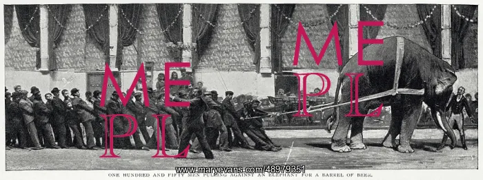 : Unusual Competitions - tug of war with a elephant 1897 : Unusual Competitions - tug of war with a elephant 1897
