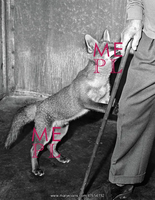 : Unusual Friends - fox and man : Unusual Friends - fox and man