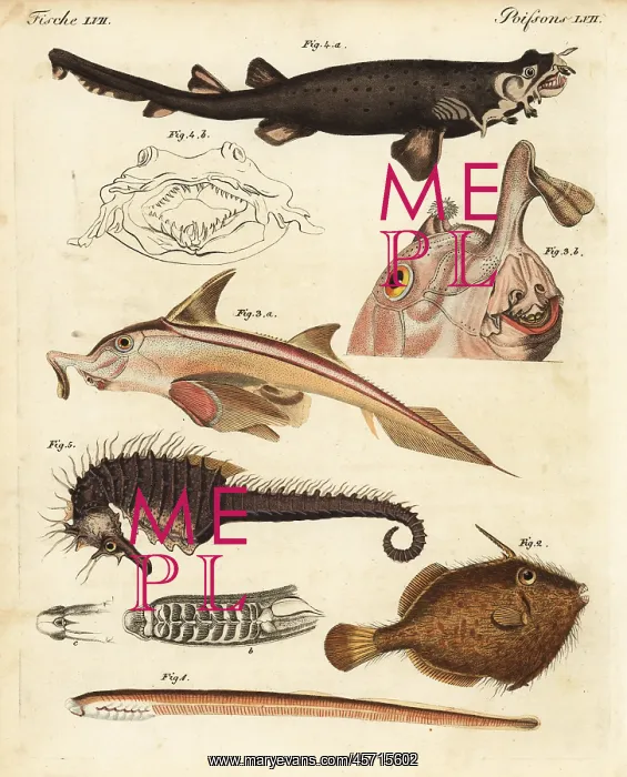 : Unusual marine creatures : Unusual marine creatures
