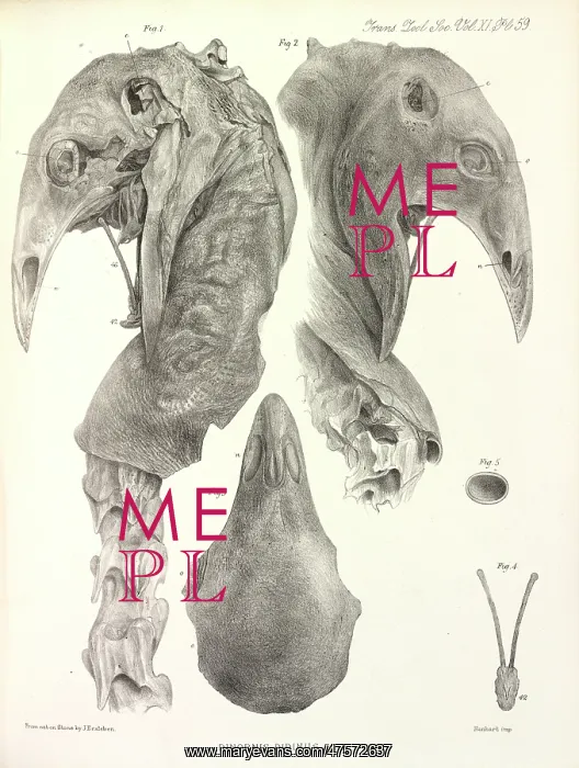 : Upland Moa : Upland Moa