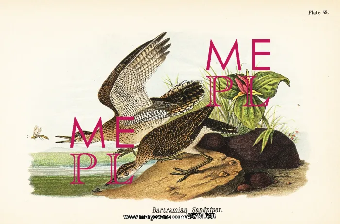 : Upland sandpiper, Bartramia longicauda : Upland sandpiper, Bartramia longicauda