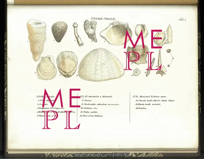 : Upper Chalk fossils : Upper Chalk fossils