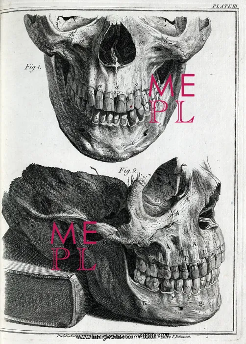 : Upper and lower human jaws : Upper and lower human jaws