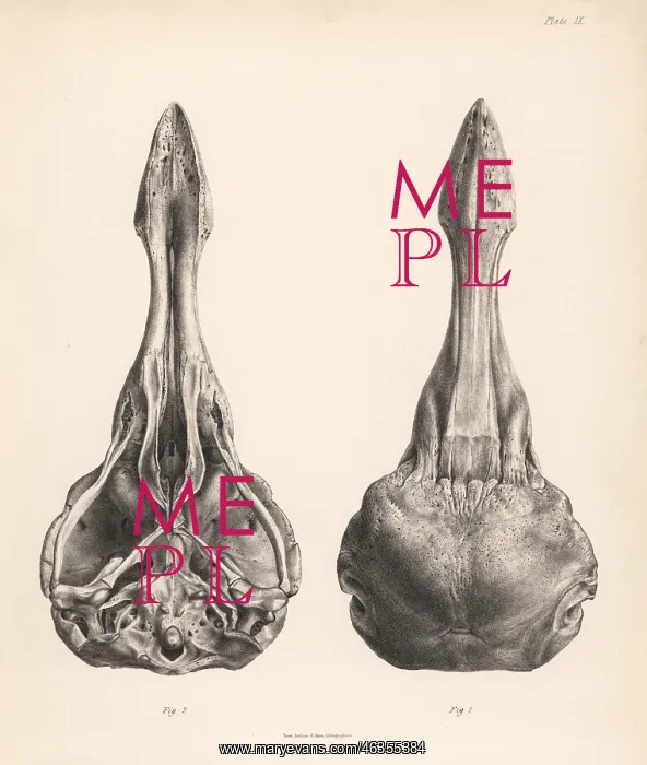 : Upper and lower views of the skull of a dodo : Upper and lower views of the skull of a dodo