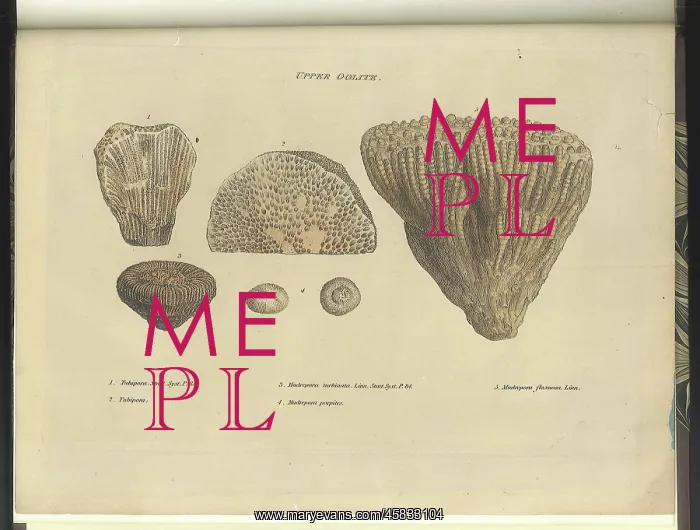 : Upper Oolite fossils : Upper Oolite fossils