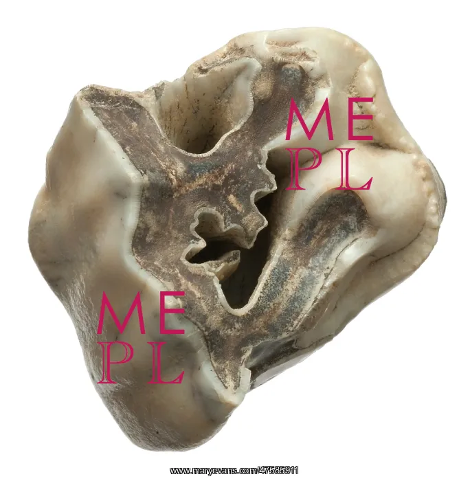 : Upper premolar of Stephanorhinus hundsheimensis : Upper premolar of Stephanorhinus hundsheimensis