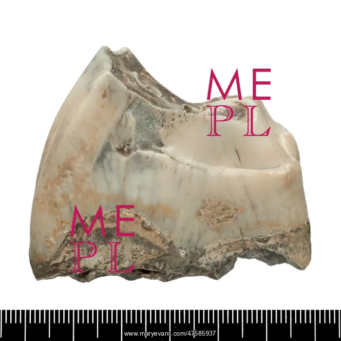 : Upper premolar of Stephanorhinus hundsheimensis : Upper premolar of Stephanorhinus hundsheimensis