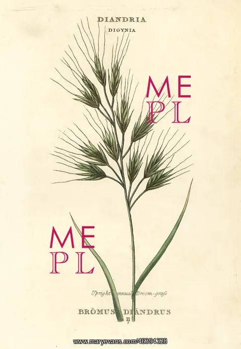  : Upright annual broom-grass or brome grass, Bromus diandrus