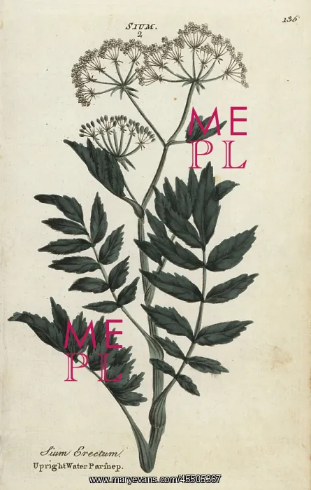 : Upright or cutleaf water parsnip, Berula erecta : Upright or cutleaf water parsnip, Berula erecta