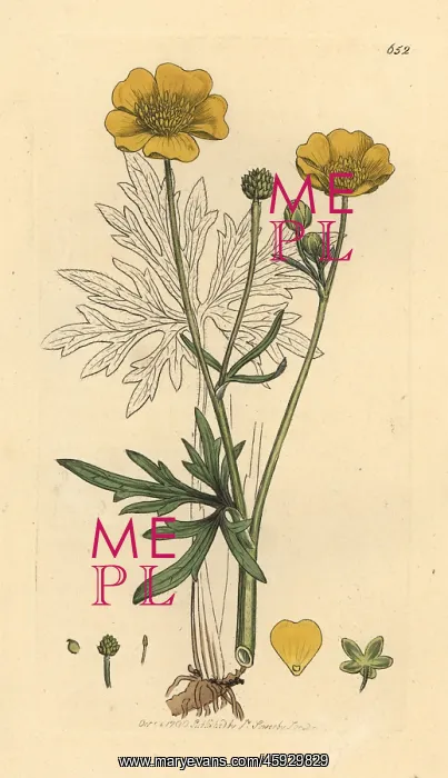 : Upright meadow crowfoot, Ranunculus acris : Upright meadow crowfoot, Ranunculus acris