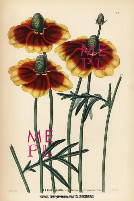 : Upright prairie coneflower or Mexican hat : Upright prairie coneflower or Mexican hat
