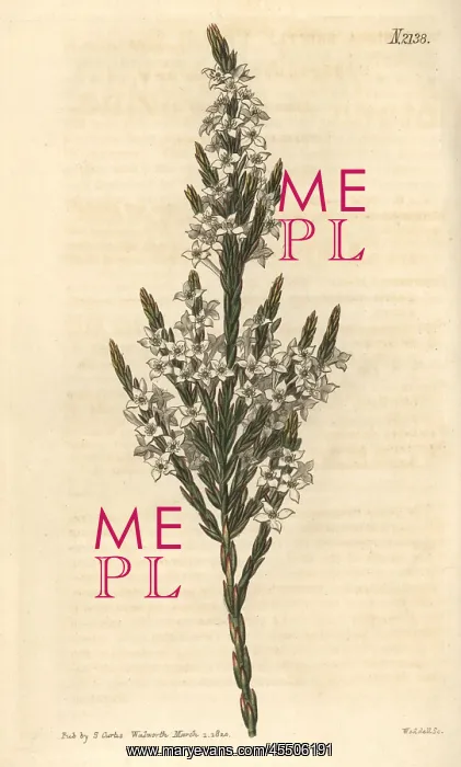 : Upright struthiola, Struthiola erecta : Upright struthiola, Struthiola erecta