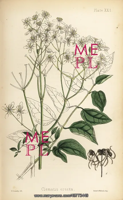 : Upright virgin's bower, Clematis recta : Upright virgin's bower, Clematis recta
