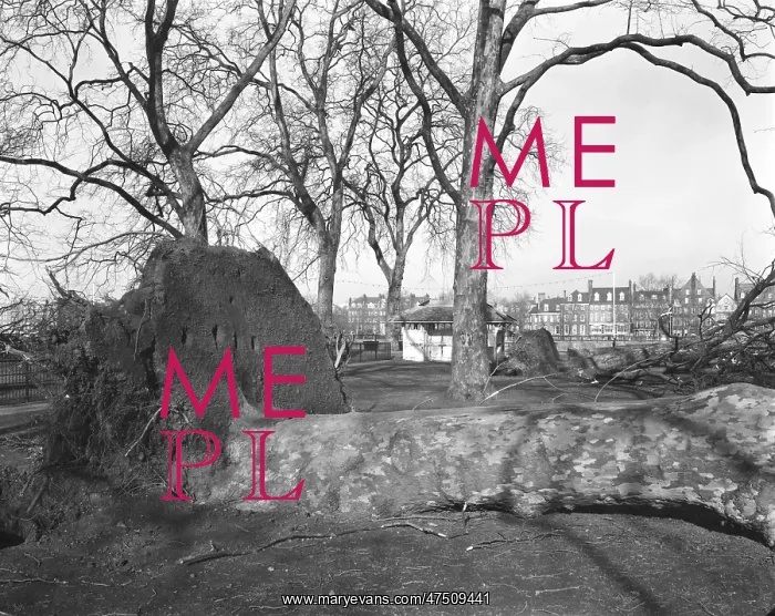  : UPROOTED TREES