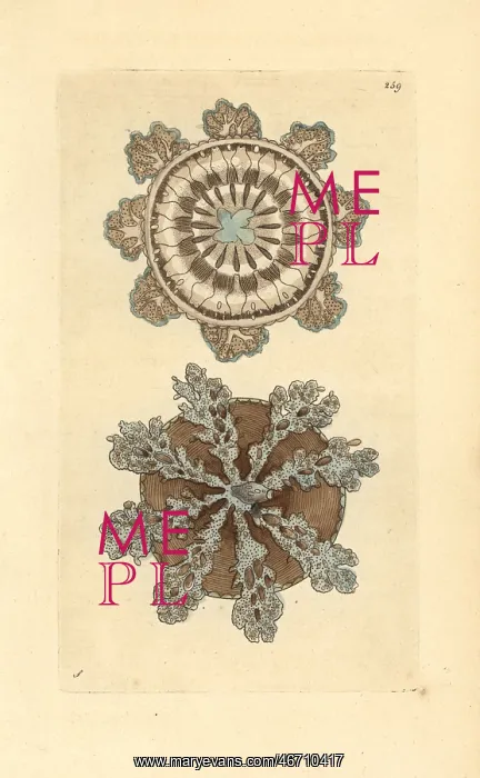 : Upside-down jellyfish, Cassiopea andromeda : Upside-down jellyfish, Cassiopea andromeda