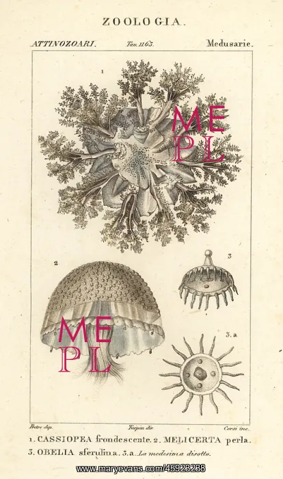 : Upside-down jellyfish and polyps : Upside-down jellyfish and polyps