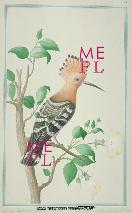: Upupa epops, common hoopoe : Upupa epops, common hoopoe