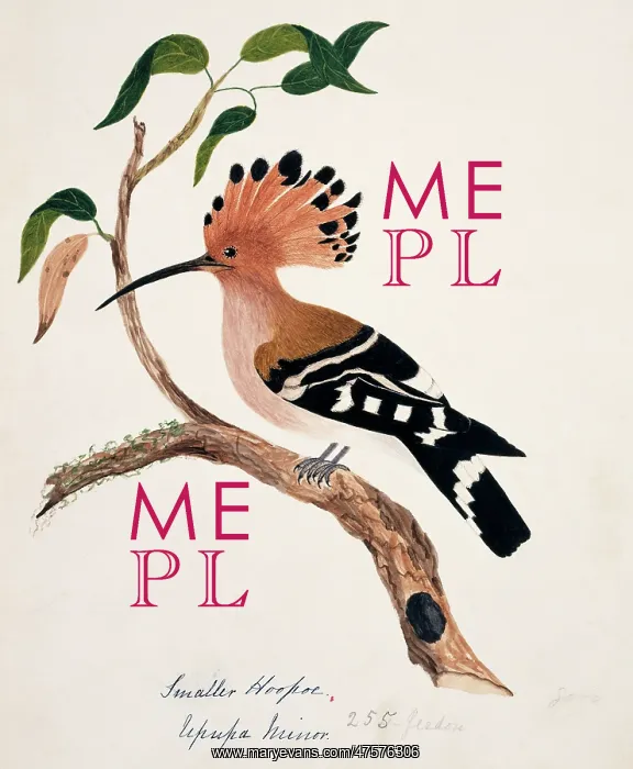 : Upupa epops, common hoopoe : Upupa epops, common hoopoe